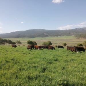 100% Grass Fed & Grass Finished Beef