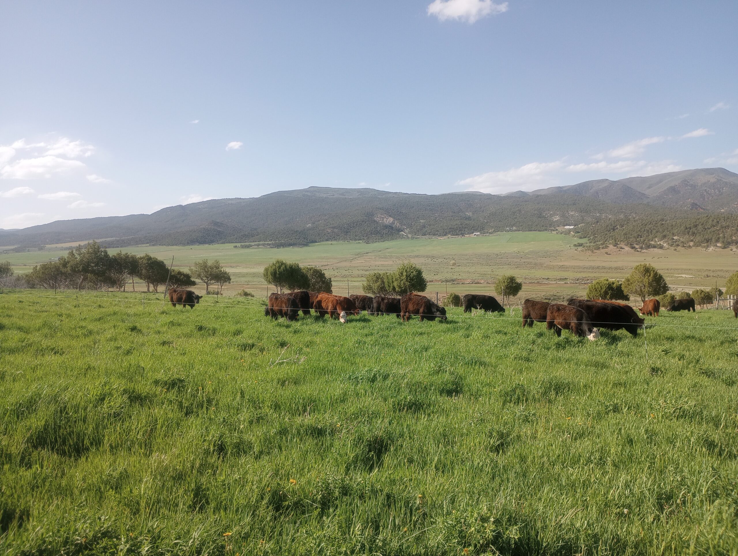 100% Grass Fed & Grass Finished Beef
